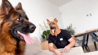 Funny German Shepherd Dog Reacts to German Shepherd Mask Prank!