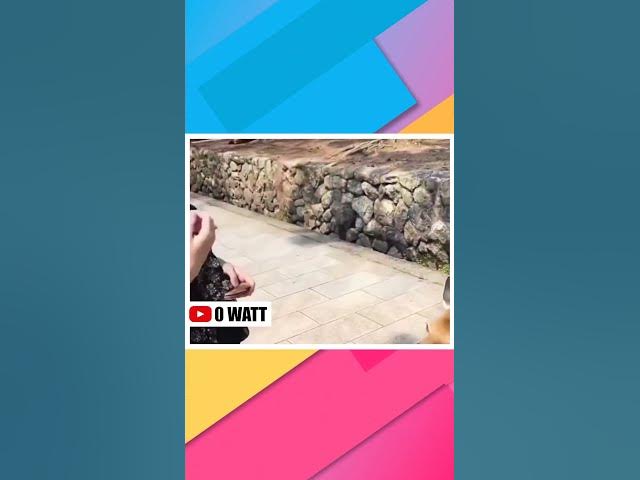 funny animal videos #comedy #tamil #animalmeme #doglover #catlover #dog #cat