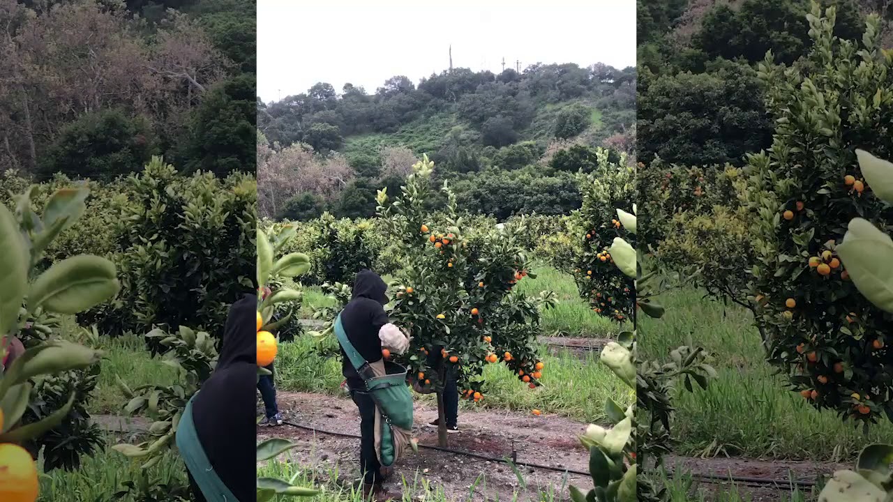 Fruit Donation YouTube