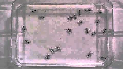 Ant Dataset (Multiple Hypotheses Tracking)