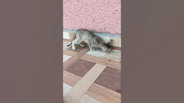 Cat Hunting Cat Shortfeeds Viralhog Catfish Catdance Monyet 