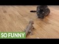 Curious cat meets friendly bearded dragon