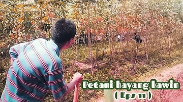 Petani hayang kawin [Eps11] PJS maling dangder