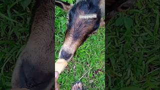 Download Lagu #ginggaguly MP3