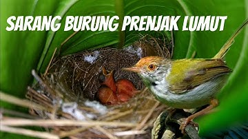 Sarang Burung Prenjak Lumut Dan Udah Menetas, Woww....