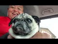11/26湘南はんちゃんぽ。今日は dogs conference でワンちゃんたちとライブするために横須賀方面に向かっとるよ。