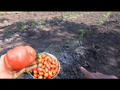 Садим помидоры без