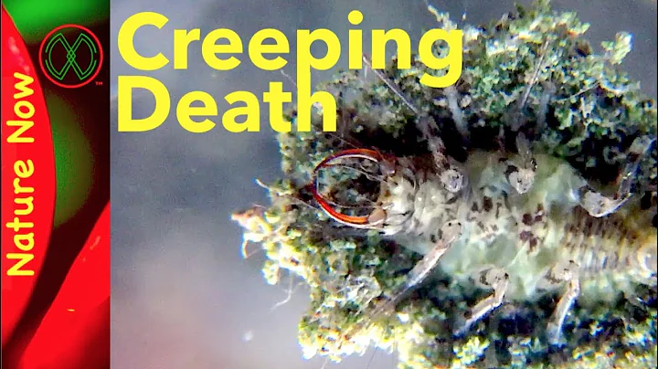 Wolf in Sheep's Clothing! - Debris Carrying Lacewing Larva