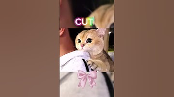 I’m not lazy, I’m on energy-saving mode. #cat #catlovers