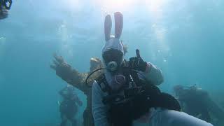 Easter Bunny Dives With Rainbow Reef