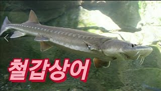 철갑상어&amp;메기&amp;붕어-서울숲 #서울숲곤충식물원 #철갑상어 #어쩌다서울촌놈