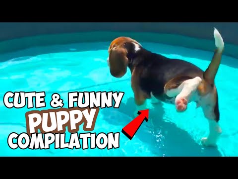 Cute Funny BEAGLE PUPPY Compilation Must See