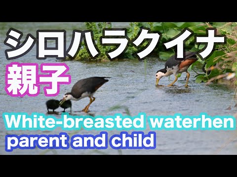 【野鳥撮影】シロハラクイナ親子のふれあい White breasted waterhen parent and child