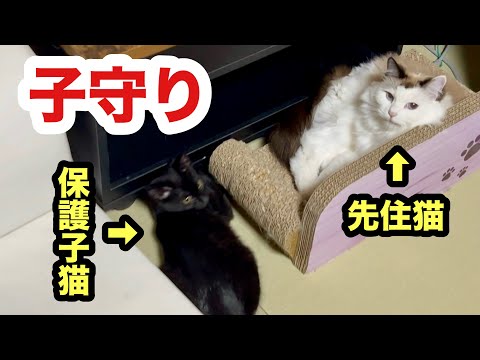 保護子猫の子守りをする先住猫／いつの間にか仲良くなってた先輩猫と新入り子猫