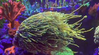 My Torch Coral Collection Hellfire, Joker, Gold Indo, Green Purple Tip