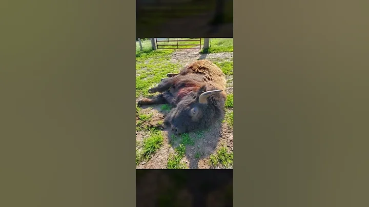 The death of a Buffalo