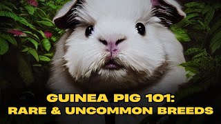 Guinea Pig 101: Rare and Uncommon Breeds by Pets Life 99 views 3 months ago 8 minutes, 4 seconds