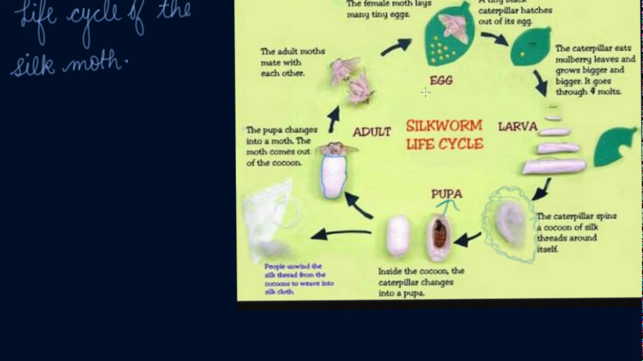 Silkworm Moth Life Cycle