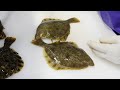 1kg 3만원짜리 싱싱한 제철 도다리 회뜨기 / fine spotted flounder sashimi / korean street food / 부산 구포시장