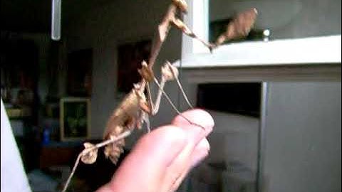 Handling a Violin Mantis (Gongylus gongylodes)