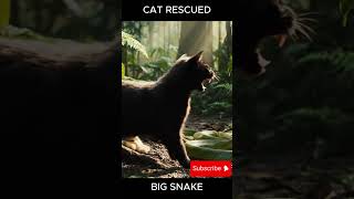 Cat rescued from snake attack! Cat rescue #rescueanimals