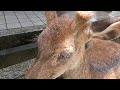 奈良公園　暑い日にミストを浴びてビチョビチョの鹿さん　猛暑でもそれぞれの方法で涼んでいるようです