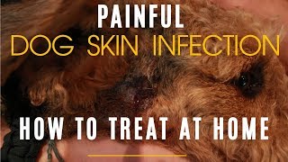 How To Properly Treat Dog Hot Spot At Home