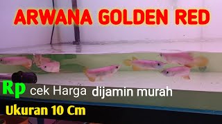 Harga ikan arwana golden red || dari Pekanbaru
