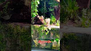 Tiger 🐅 in Singapore 🇸🇬 Zoo #tiger #singaporezoo #singaporetrip #travel #shorts #reels #nature
