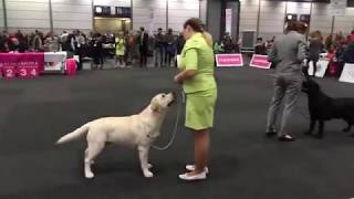 World Dog Show 2017, Labrador Retriever