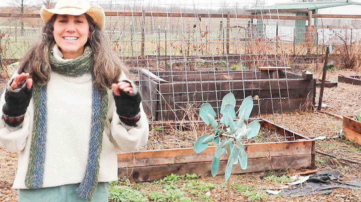 Growing 5 Herbs to benefit my Family! You should too