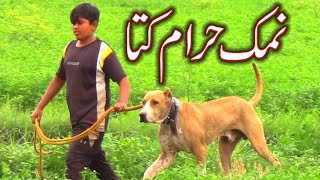 Vlog of Mani With Pakistani Dog Hores 04 05 2024