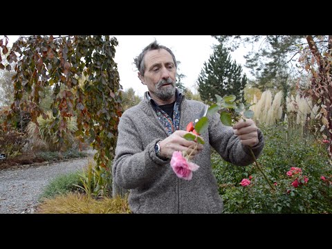 Video: David Viburnum Nhân giống: Chăm sóc Cây Kim ngân hoa Davidii trong Cảnh quan