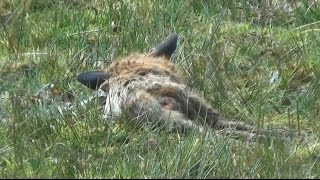 The Hunting Act contains an exemption permitting the use of just tw...
