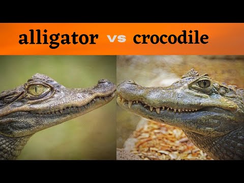 Difference Between Alligators and Crocodiles | मगरमच्छ और एलीगेटर के बीच क्या अंतर है |