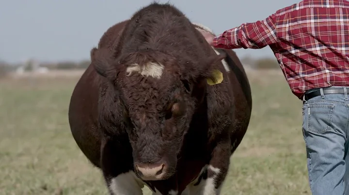 Seedstock Producer of the Year - Cedar Lane Farm