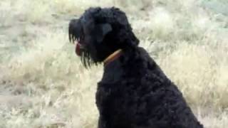 13 - 8 Black Terriers. June 2010