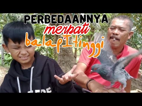 APA PERBEDAAN MERPATI