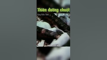 Thí nghiệm "Thiên đường Chuột" về sự tha hóa hành vi và sụp đổ xã hội | Cộng Kiến Thức Shorts
