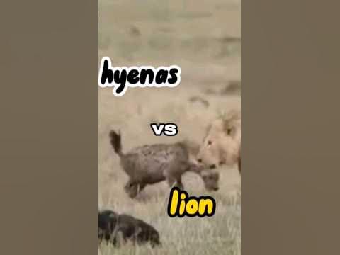 😳 Hyenas stronger than a lion 🦁 ??? - YouTube