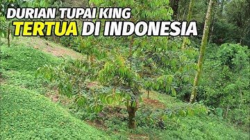 Pohon durian Tupai King Tertua di Indonesia ada di Trenggalek.