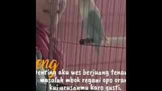 story wa ku puja puja