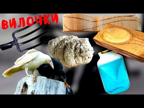 Video: Odkiaľ pochádza slovo gobemouche?