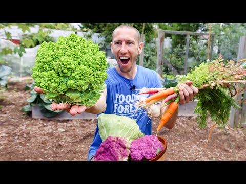 Permaculture Garden Harvest | Organic BACKYARD Gardening at it's Best