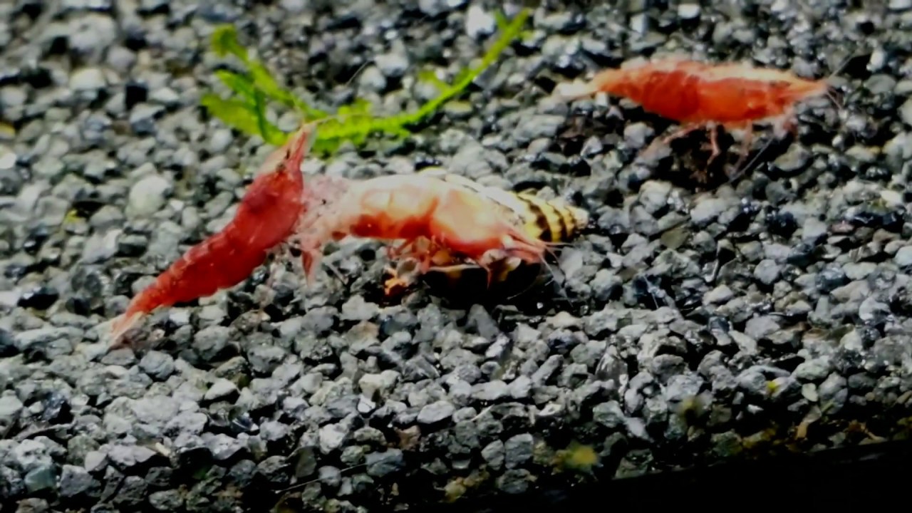 Assassin Snail VS. Red Cherry Shrimp - YouTube