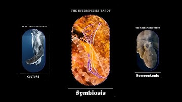 The Interspecies Tarot - MDEF Master in Design for Emergent Futures