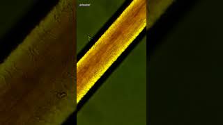 Human Hair Under Microscope YouTube