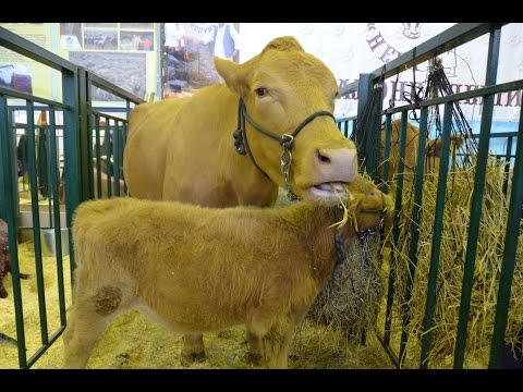 КРС породы Мандалонг