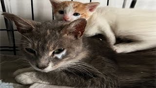 Our Life is Almost End! Mom Cat Tearfully Begging Help For Her Little Kittens