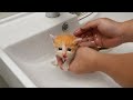 고양이 목욕시키기 참 쉽다 (스스로 욕조 들어오는 고양이)